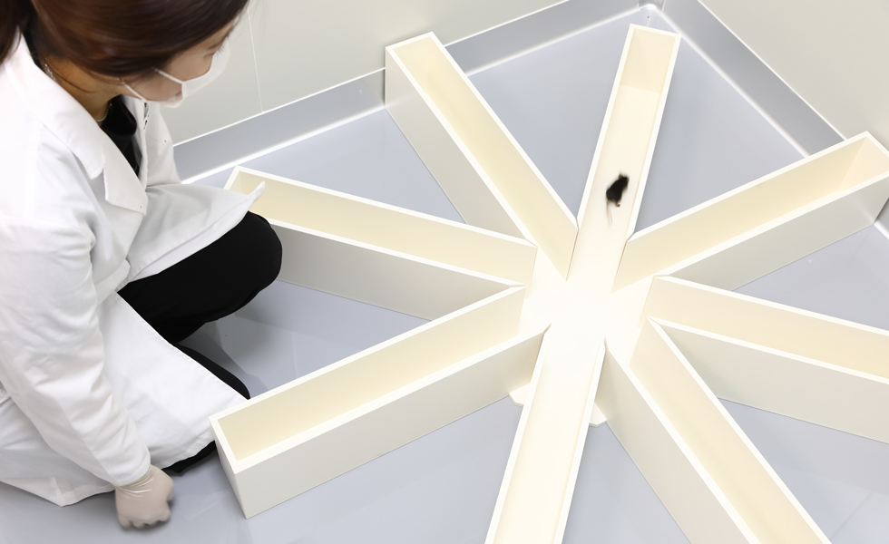 Radial arm maze 이미지