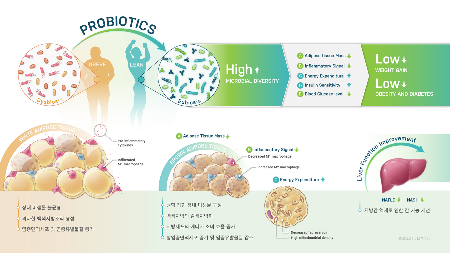 비만치료제 이미지