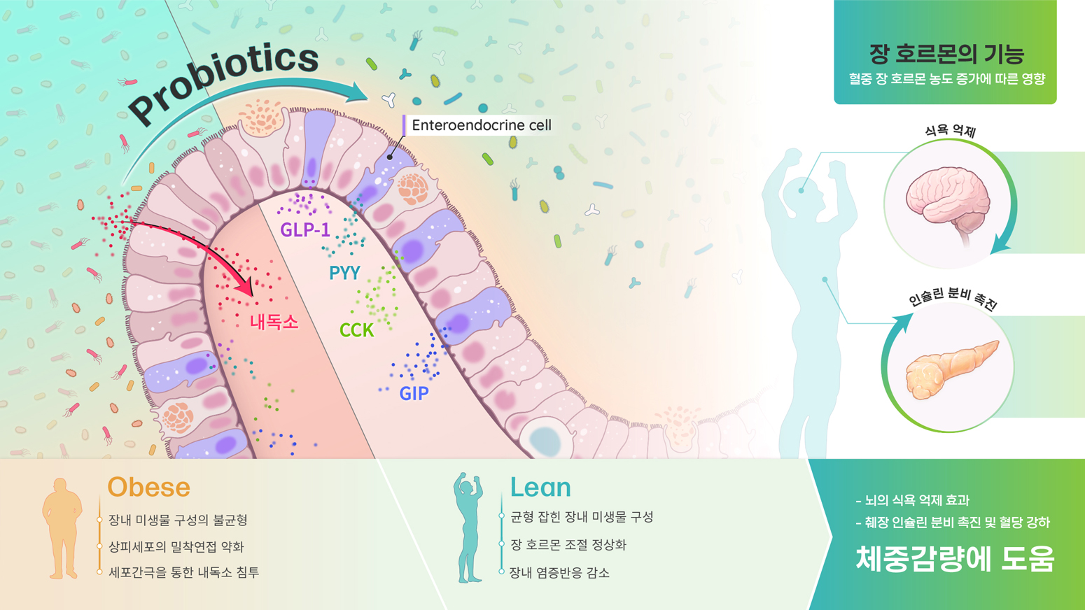 비만치료제 이미지